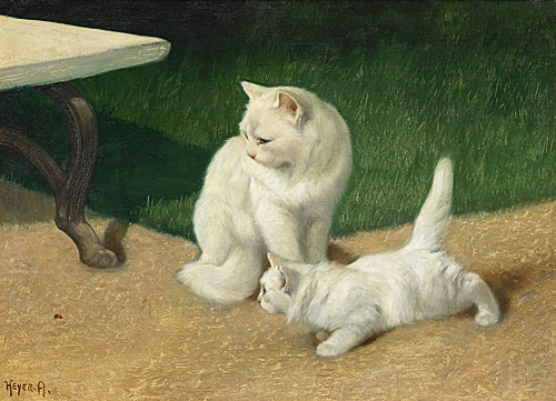 Arthur Heyer - Angora cats