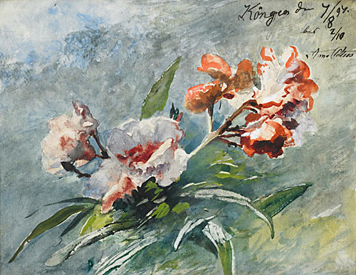 Anna Peters - blooming branches of Oleander