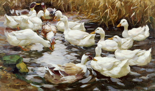 Alexander Koester - Ducks between reed at a pond