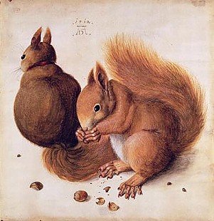 Albrecht Dürer - Squirrels