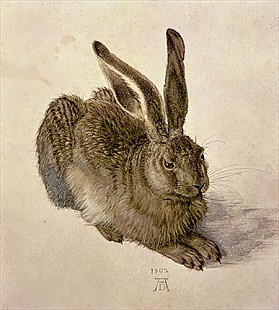 Albrecht Dürer - Brown hare