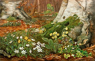 Margaretha von Fernandi - Forest floor