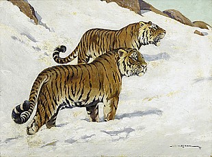 Joachim Fritz von Roebel - Sibirian tiger in scow
