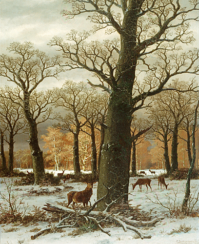 Caesar Bimmermann - Red deers in a winterly oak forest