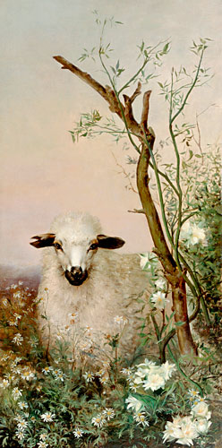 Augusto Raminecz Conzalves - Sheep at bloomy bushes
