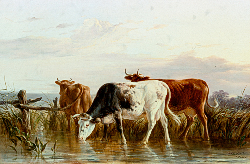 Henry Park - Cows at a reedy waterside
