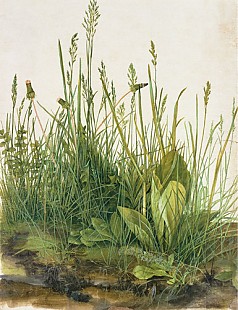 Albrecht Dürer - The huge turf