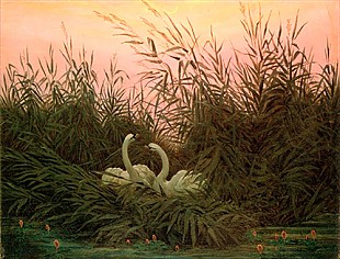 Caspar David Friedrich - Swans in the reed