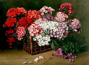 Frank Sablitzky - Blooming phlox in a basket