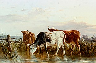 Henry Park - Cows at a reedy waterside