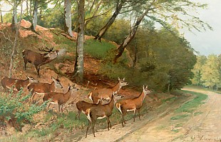 Christian Kröner - Deer and pride while crossing a forest track