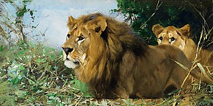 Wilhelm Kuhnert - Lions