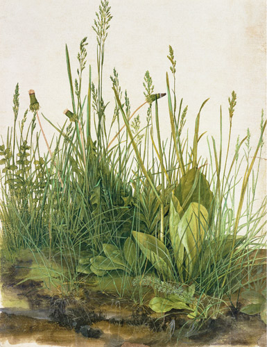 Albrecht Dürer - The huge turf